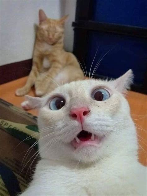 Funny Cat faces To put that smile on your face - Page 2 of 5 - LOL WHY | Funny cat faces, Funny ...