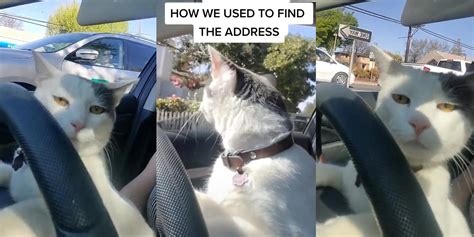 Cat Driving Car TikTok Meme: The Origin of the Meme