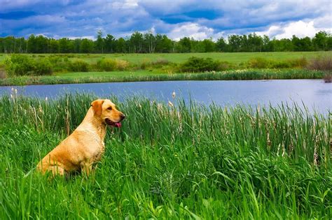 100 Country Dog Names For Your Adorable New Dog | DoggOwner