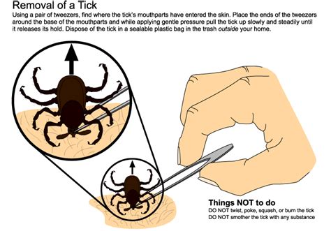 Ticks | Public Health and Medical Entomology | Purdue | Biology | Entomology | Insects | Ticks ...