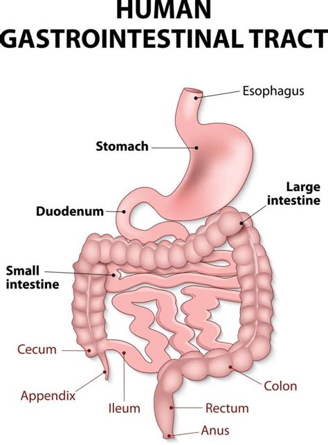 All About the Upper GI Tract - Birmingham Gastroenterology Associates