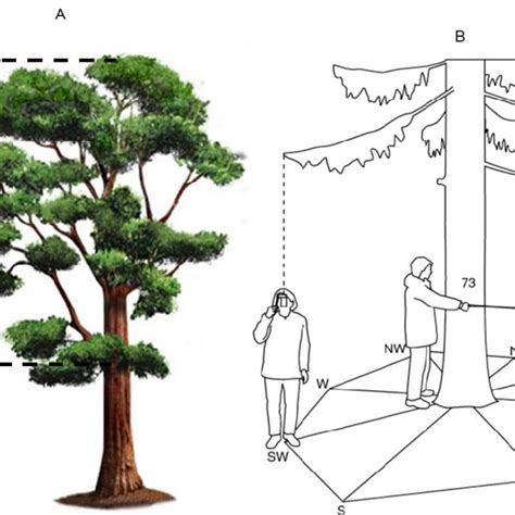 (PDF) MEASURING CROWN DIMENSIONS FOR TROPICAL FOREST TREES: A FIELD MANUAL