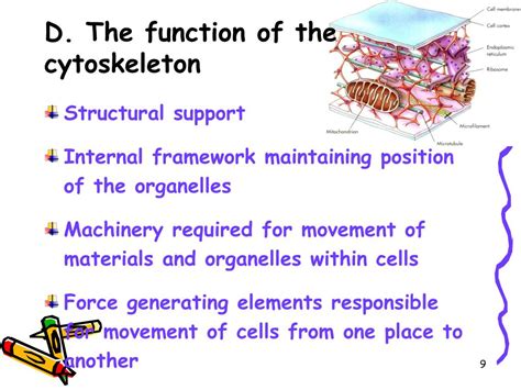 PPT - Cytoskeleton System PowerPoint Presentation, free download - ID:4501198