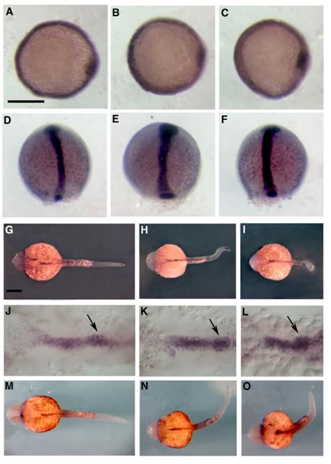 Early endoderm markers are not affected in Wnt-5 and Fz-2 morphant ...