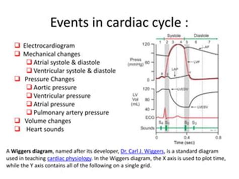 Wiggers Diagram For Dummies