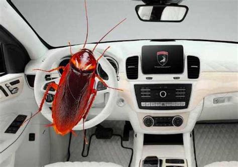 roaches in car vents - devin-bochek