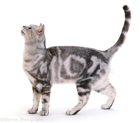 Silver tabby cat standing photo WP02256