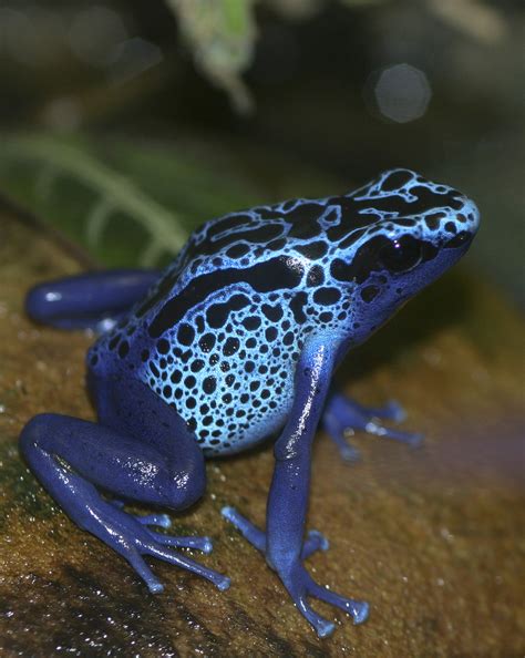 Blue poison dart frog | Amphibian Rescue and Conservation Project