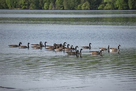 File:Canada Goose Flock in Huntsville 11.jpg - Wikimedia Commons