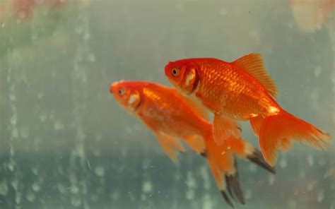 Goldfish Bullying Or Mating - How to Tell the Difference? - AquariumNexus