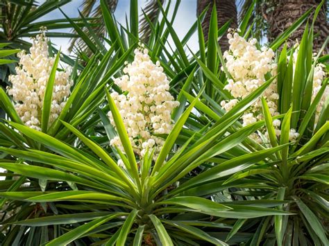 Removing Yucca: How Do I Get Rid Of A Yucca Plant