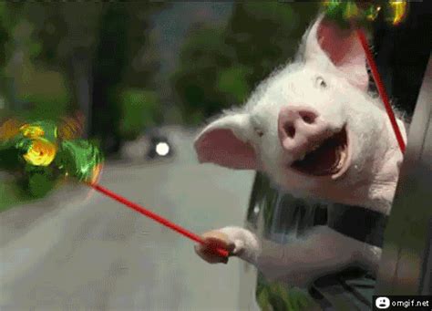 Funny Pig GIFs - Find & Share on GIPHY