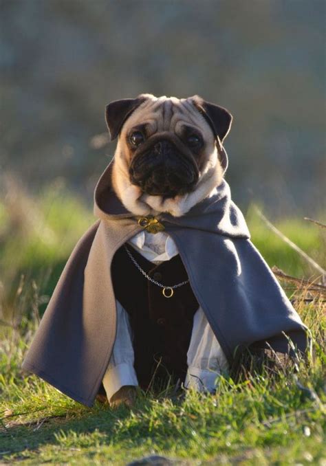 Frodo puggins ️ | Pugs, Pugs in costume, Pug life