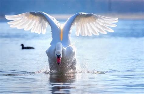 Mute Swan - Description, Habitat, Image, Diet, and Interesting Facts