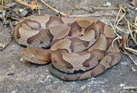 Does A Copperhead Snake Look Like - Snake Poin