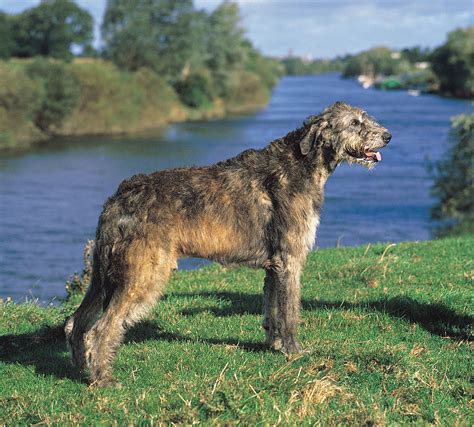 Dr. Olsen's Breed Spotlight: The Irish Wolfhound - Olsen Veterinary Clinic