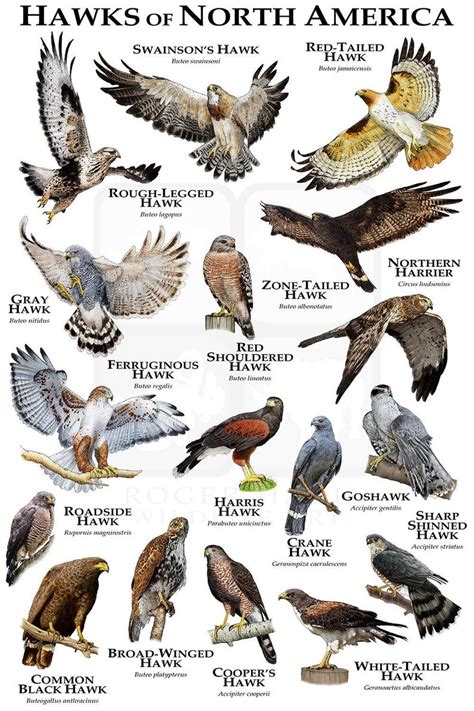 Hawks of North America Poster Print / Field Guide | Backyard birds watching, Hawk species ...