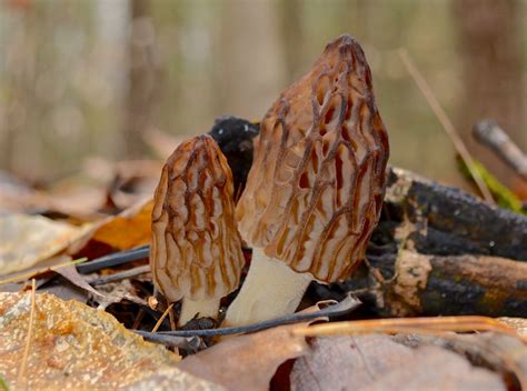 The Secret to Morel Mushroom Hunting in Michigan | Michigan