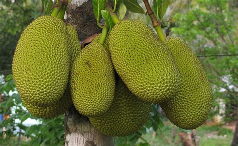 Jackfruit (Mít) - GreenLife by Shamus O'Leary