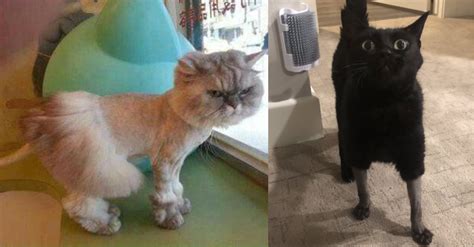 10+ Cats Got Funny Haircuts After Having Surgery At The Vet.