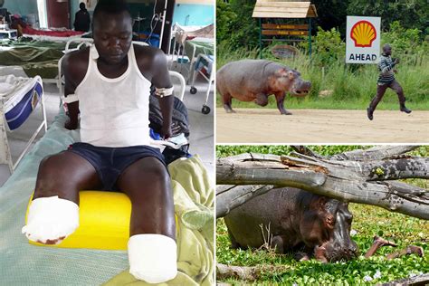 World's worst hippo attacks as nature's 'deadliest animal' crushes ...