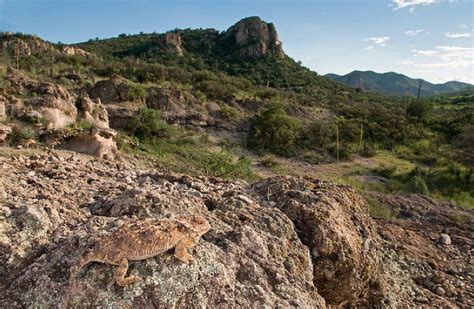 Texas Horned Lizard Facts and Pictures | Reptile Fact