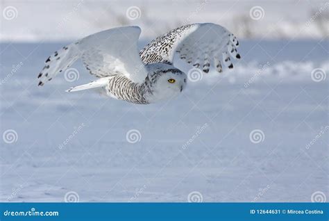 Hunting Snowy Owl stock image. Image of mysterious, beak - 12644631