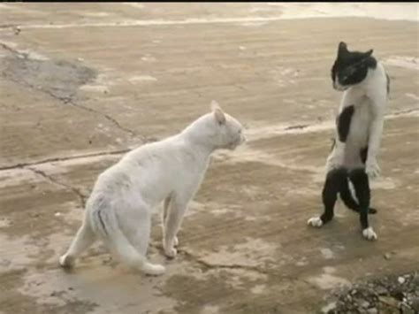 KUNG-FU CAT: Angry feline fighter shows off moves - YouTube