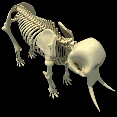 Animal Skeletons | African Elephant Skeleton – 3D Horse