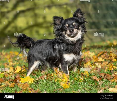 Long coated chihuahua Stock Photo - Alamy