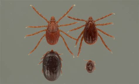 brown dog tick - Rhipicephalus sanguineus Latreille