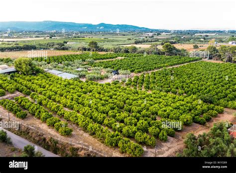 top view of a fruit tree plantation of a farm near of the mountains in Tarragona, green field ...