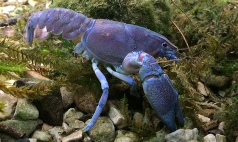 White Clawed Crayfish