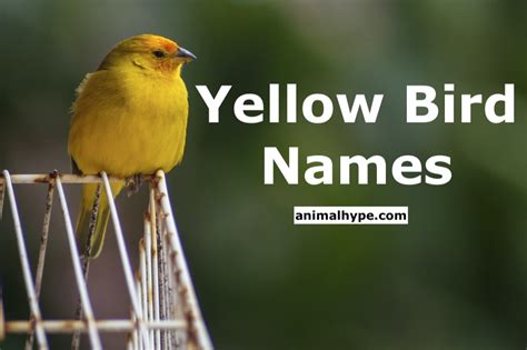 299 Cute and Cool Yellow Bird Names - Animal Hype