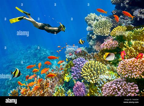 Red Sea, coral reef and fishes, Sharm El Sheikh, Egypt Stock Photo - Alamy