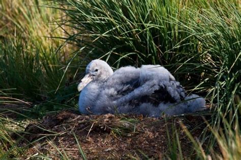 Wandering Albatross Pictures - AZ Animals