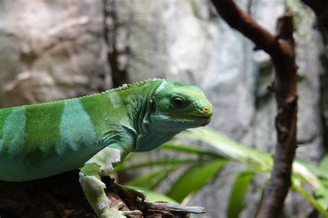 Fiji short-crested iguana - ZooChat