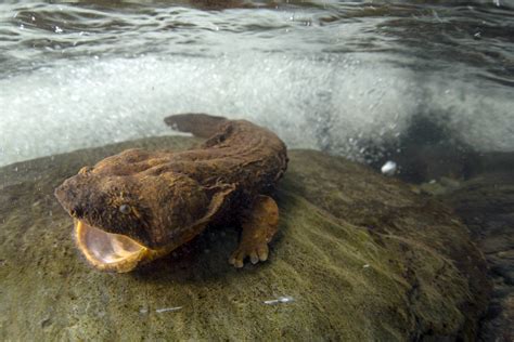 Meet the hellbender - Cosmos Magazine