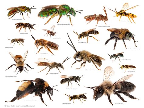 With bees, it's not how many, it's how many kinds (meaningless drivel ...