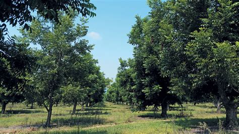 Pecan nut farming: high cost, big returns