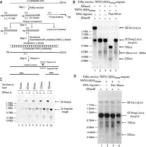 RNase H mapping of newly synthesized RNA. A, schematics for RNase H... | Download Scientific Diagram