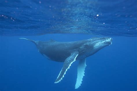 Humpback whale - Whale & Dolphin Conservation USA