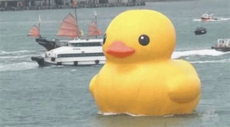 Giant Rubber Duck GIF - Giant Rubber Duck - Discover & Share GIFs