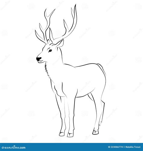 Elegant Outline Drawing of Deer Collection. Vector Illustration Stock Vector - Illustration of ...