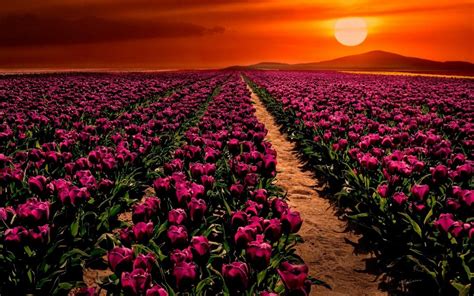 Purple Tulips Wallpapers - Wallpaper Cave