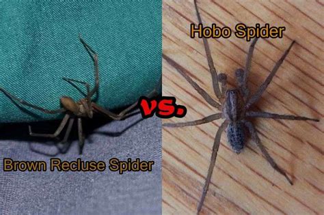 Brown Recluse vs Hobo Spider: Six Major Differences