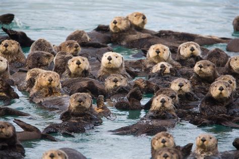 The Rebound of the Sea Otter - Alaska Magazine