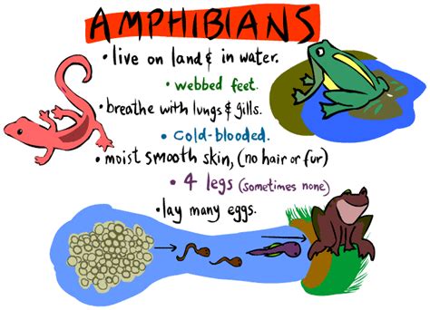 Kid's Corner - Amphibian Page