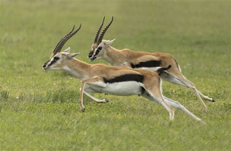 Thomson’s Gazelle – 777 Ranch