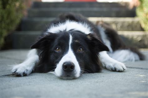 Cute Pictures of Border Collies | POPSUGAR Pets Photo 35